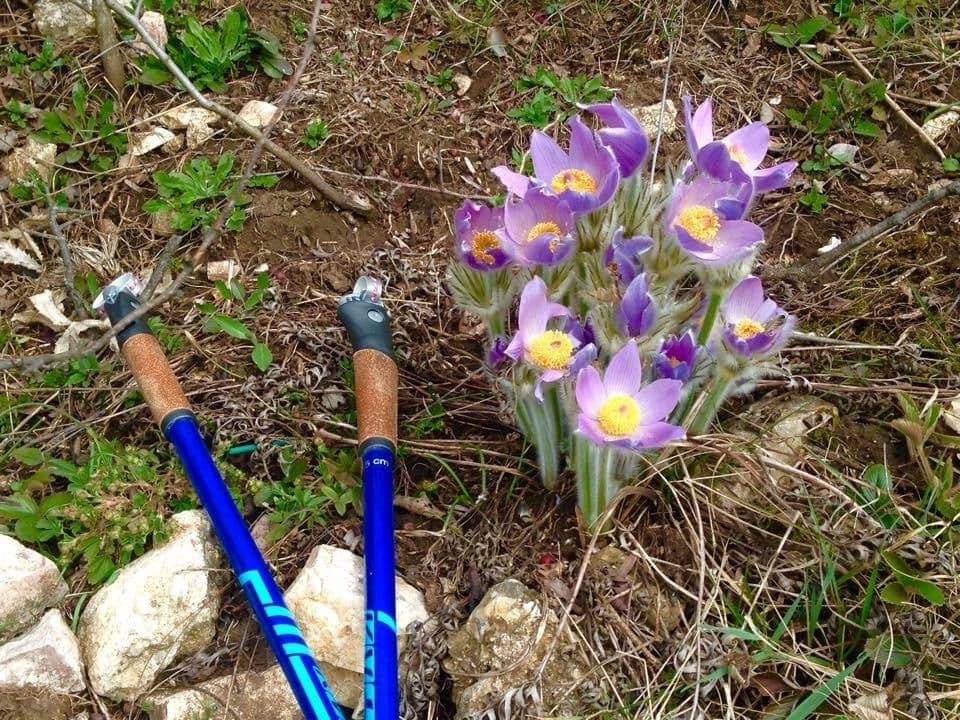 A tavaszi méregtelenítés és a nordic walking kéz a kézben támogatják egymást.