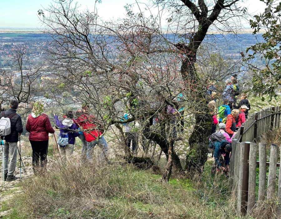 Turul túra 2023 – Tatabánya, Gerecse – nordic walking túra